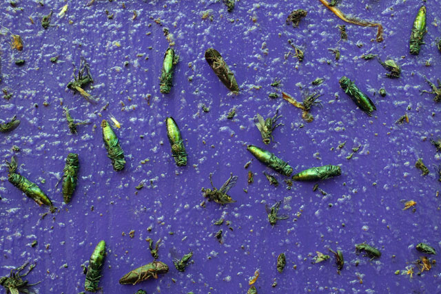 emerald ash borer on purple trap panel